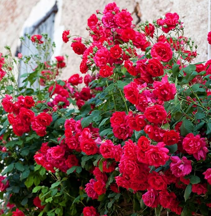 Rare Pink Red Purple Yellow Rose Seeds for Planting - 50+ Hybrid Climbing Rose Heirloom Bush Perennial Shrub Plant for Garden Decoration