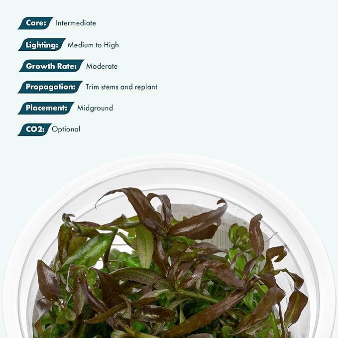 SubstrateSource Live Aquarium Plant - Hygrophila pogonocalyx - Snail Free in-Vitro Intermediate Care Freshwater Aquatic Plants for Aquascaping, Med - High Light, Moderate Growth - Tissue Culture