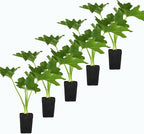 MyShelfie - Mini Philodendron Selloum Hope Starter Live Plant in 2-Inch Pot – Tropical Indoor Houseplant, Low Maintenance, Easy Care, Perfect for Home or Office Décor (5)