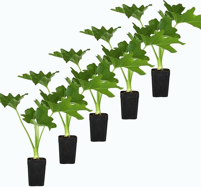 MyShelfie - Mini Philodendron Selloum Hope Starter Live Plant in 2-Inch Pot – Tropical Indoor Houseplant, Low Maintenance, Easy Care, Perfect for Home or Office Décor (5)