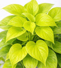 Neon Pothos – Live Plant in 2 Inch Pot - Air Purifier Plant to Make Your House Healthier