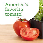 Bonnie Plants Better Boy Tomato: 4 Pack Live Vegetable Plants, Disease Resistant, Large 16 oz Fruit Size, Non-GMO, Red
