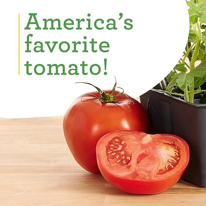 Bonnie Plants Better Boy Tomato: 4 Pack Live Vegetable Plants, Disease Resistant, Large 16 oz Fruit Size, Non-GMO, Red