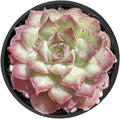 Live Succulent Echeveria 'Peach Queens' Raindrop, 2 Inch Fully Rooted Potted Plant, Easy Care & Drought Tolerant, Indoor Houseplant for Home Decor