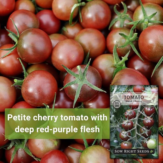 Sow Right Seeds - Black Cherry Tomato Seeds for Planting - Non-GMO Heirloom Packet with Instructions to Plant a Home Vegetable Garden - Tasty Snacking Variety, Start Indoors - Indeterminate (4)