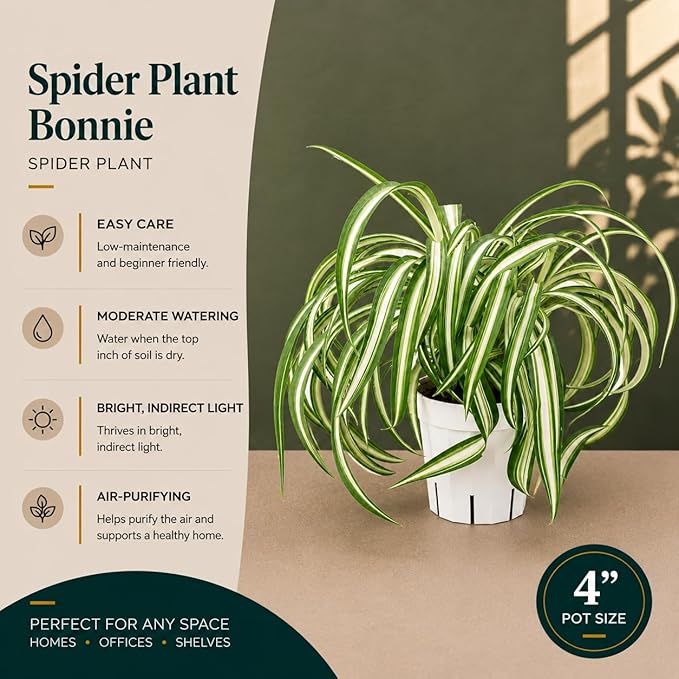 Curly Spider Plant Bonnie, Live Indoor Plant, Variegated Spider Plant Live, Spiderplant Variegated Houseplant, Pet Friendly Plant, Low Maintenance Spider Plants Live House Plants