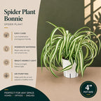 Curly Spider Plant Bonnie, Live Indoor Plant, Variegated Spider Plant Live, Spiderplant Variegated Houseplant, Pet Friendly Plant, Low Maintenance Spider Plants Live House Plants