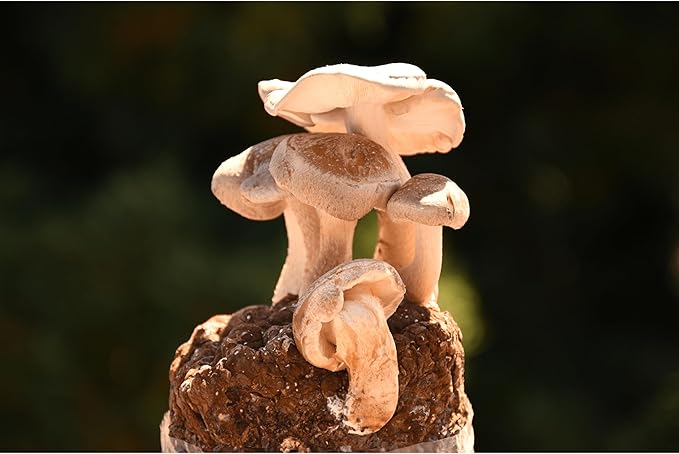 Shiitake Mushroom Grow Kit by Oakland Mushroom Co. | Handmade with Organic Ingredients | Ready to Grow | Harvest in 7-14 Days