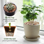 FANTIAN 2 lbs Pea Gravel - 3/8 Inch Small Pebbles Rocks for Indoor Plants, Succulents, Cactus, Fish Tank, Terrarium, Landscaping and Decorative Stones(32 oz, 6-9 mm)