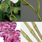 FagusHome 32 Inch Artificial Phalaenopsis Flowers 6 Pcs Artificial Orchid Flowers Stem Plants for Home Décor (Pink Piebald)