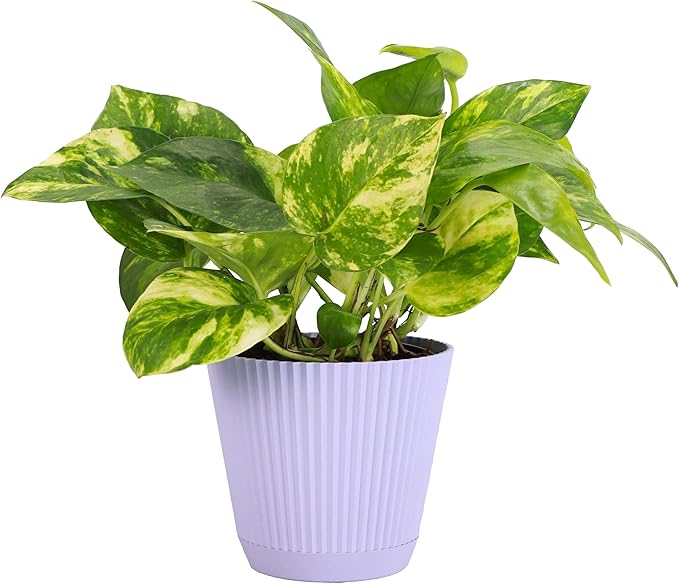 Thorsen's Greenhouse Golden Pothos, Live Indoor Vining Plant, Easy to Grow, Variegated Houseplant, Natural Air Purifier (Lavender, 4-inch Pot)