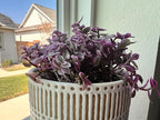 Sprout N Green Rare Succulent Callisia repens 'Pink Lady', 1 Live Succulent Plant Fully Rooted, House Plant for Indoor Outdoor Home Office Wedding Decoration DIY Project Party Favor