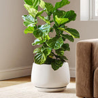 LE TAUCI Ceramic Planters, 12 Inch Pots for Plants, Plant Pots with Drainage Holes and Saucers, Durable and Modern, Planters for Indoor Plants, White
