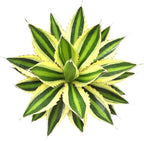 Altman Plants lophantha Quadricolor Agave Plant, Exotic Succulent, Live Plant Decor, Exotic Plants & Rare Plants, Real Plants Live Succulents Plants Live Houseplants, Rare Succulent Plants Live Plants