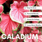 6 Crimson Sky Caladium Bulbs – Fancy Perennial Elephant Ear Plants for Shade Gardens, Containers, and Tropical Foliage Display - Bold Tropical Color (6 Bulbs)