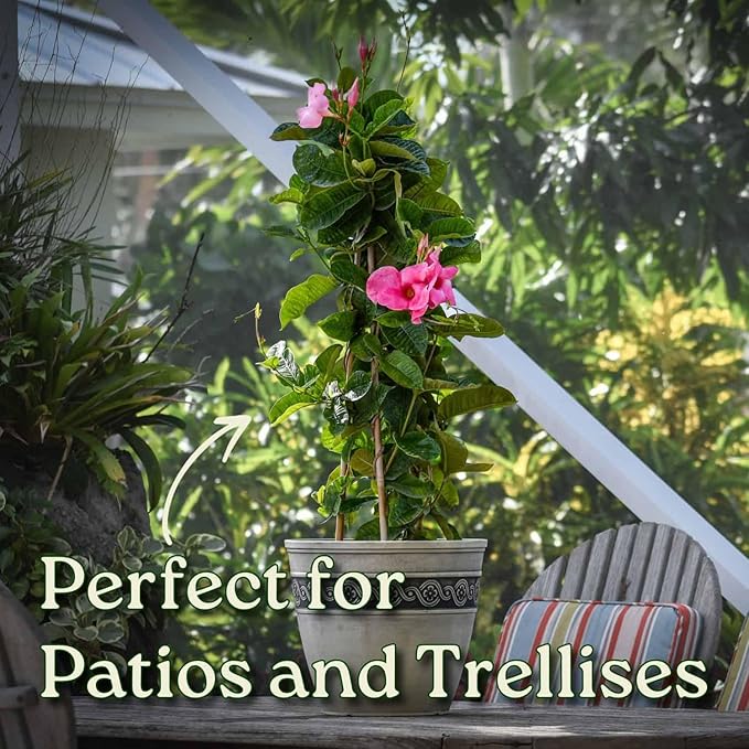 Mandevilla Vine Plants - Pink Giant - Overall Height 36" - Tropical Plants of Florida (Plant Only)