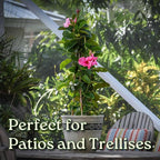 Mandevilla Vine Plants - Pink Giant - Overall Height 36" - Tropical Plants of Florida (Plant Only)