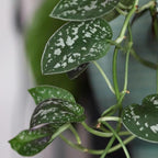 Live Pothos Plants (4PK) Indoor Plants Live Houseplants, Pothos Live Plant House Plants, Money Plant Indoor Pothos Plant Decor, Devils Ivy Trailing Plants Live by Plants for Pets,Black