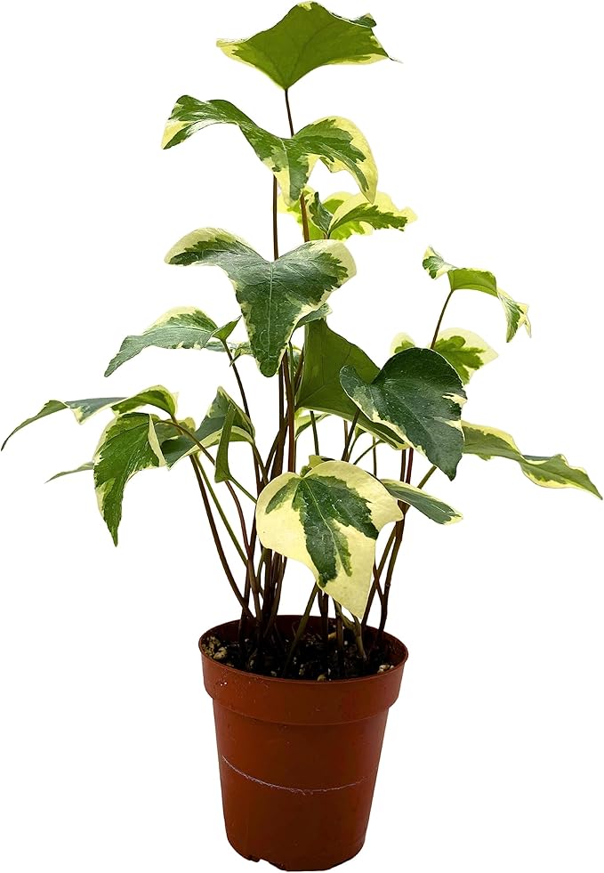 BubbleBlooms Variegated Algerian Ivy, Hedera Algeriensis, Canary Island Ivy, Canary Ivy, Madeira Ivy in 4 inch Pot