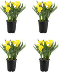 Calla Lily Plants Live Plants for Garden (4 Pack), Yellow Flowers for Delivery Prime, Potted Flowers for Garden Flowers Live Plants Outdoor Plants Live Houseplants, Calla Lily Bulbs by Plants for Pets