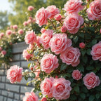 500+ Perennial Climbing Rose for Planting Bush Vine Climber Fragrant Butterfly Rare Non-GMO Heirloom Flower Seed Outdoor Garden