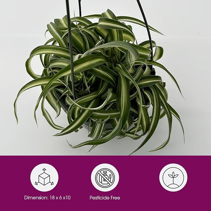 Spider Plant Live houseplant - Bonnie Curly Variety in Hanging Basked - Curly Variegated Green and White Leaves - Great air Purifier Plant, Perfect for Home and Office Decor