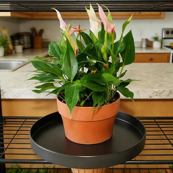1 Pack 10 inch Plant Saucer Drip Tray, Heavy Sturdy Plastic Planter Flower Pot Drainage Tray Plate Saucers for Indoor Outdoor Garden, Plant Water Drip Trays for pots Base (10", Chocolate)