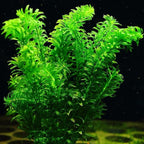 Low Light Aquatic Plant Set - Beginner-Friendly Live Aquarium Plants | Easy Care, Thrives in Low Light | Natural Filtration & Freshwater Tank Decor - Single Pack (6 Bunches)