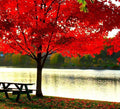 Large Two Pack of American Red Maple Shade Trees - 2 Live Plants Shipped 5 to 6 Feet Tall by DAS Farms