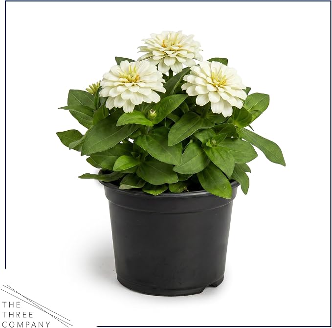 Live Zinnia 2-Pack – White, Flowering Annual, Beautiful Spring and Summer Blooms, 10" Tall by 5" Wide in 1 Qt Pot