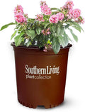 Perfect Plants Butterfly Candy Li'l Taffy Butterfly Bush in 1 Gallon Grower's Pot | Live, Pink Flowering Shrub for Outdoor Gardens | Compact Bush | Pollinator Garden Planting | Thrives in Zones 5-10