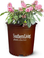 Perfect Plants Butterfly Candy Li'l Taffy Butterfly Bush in 1 Gallon Grower's Pot | Live, Pink Flowering Shrub for Outdoor Gardens | Compact Bush | Pollinator Garden Planting | Thrives in Zones 5-10