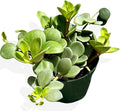 Peperomia Live Plant in 4" Pot - Peperomia Hope Live Plant - Natural Air Purifier Indoor HousePlant - Live Plants for Home Office Wedding Decor & Birthday Gift (Heat Pack Included)