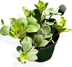 Peperomia Live Plant in 4" Pot - Peperomia Hope Live Plant - Natural Air Purifier Indoor HousePlant - Live Plants for Home Office Wedding Decor & Birthday Gift (Heat Pack Included)