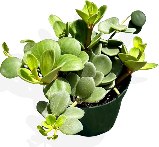 Peperomia Live Plant in 4" Pot - Peperomia Hope Live Plant - Natural Air Purifier Indoor HousePlant - Live Plants for Home Office Wedding Decor & Birthday Gift (Heat Pack Included)