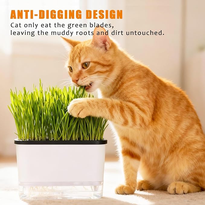 Self-Watering Cat Grass Planter (no Seed Included), with Drainage Holes and Anti-Digging Design, Wheat Grass Growing Pot, Cat Grass for Indoor Cats Pets (1)