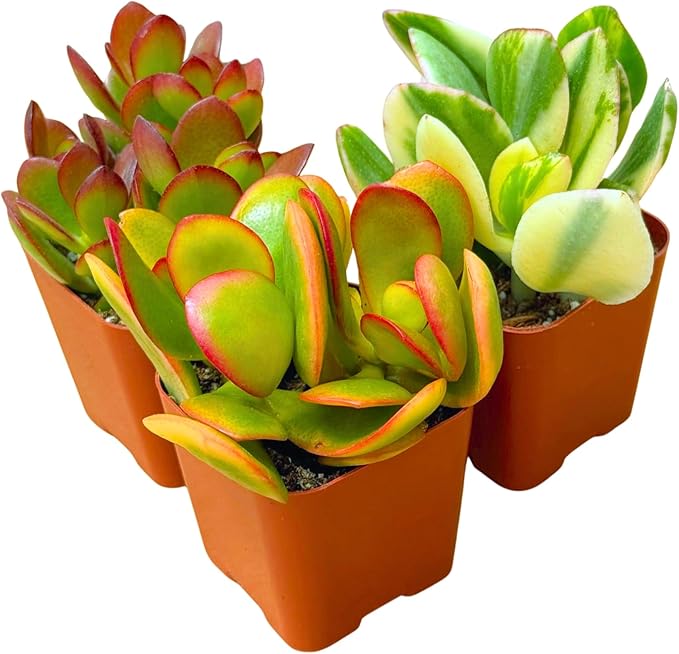 Succulents Plants Live Jade Plant 2" 3-Pack Mystery Collection, Live Jade Plant Starter Collection, Live Succulent Plants in Grower Pots with Succulent Soil Mix by The Succulent Cult