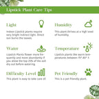 Lipstick Plant Live Plant for Indoor | Different Houseplants in 4'' & 6'' Pot | Real House Plant for Living Room, Office, Desk & Bathroom | Lipstick Plant | Aeschynanthus