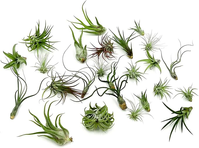 ragnaroc Air Plants Bulk - Tillandsia Variety Wholesale Pack, Regular 1-3" - 25ct - Live Arrival Guaranteed - House Plants for Home Decor & Gift