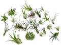 ragnaroc Air Plants Bulk - Tillandsia Variety Wholesale Pack, Regular 1-3" - 25ct - Live Arrival Guaranteed - House Plants for Home Decor & Gift