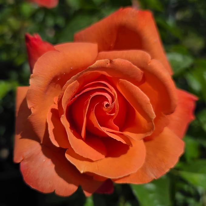 Royal Dane Rose Bush Ready to Plant, 2 Quart Potted Live Rose Plant, Apricot Orange Rose, Plant Gifts