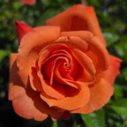 Royal Dane Rose Bush Ready to Plant, 2 Quart Potted Live Rose Plant, Apricot Orange Rose, Plant Gifts