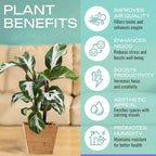 2" Calathea Live Plant Collection (4-Pack) – Assorted Indoor House Plants in Grower Pots, Easy Care Tropical Houseplants, Pet Friendly Indoor Plants for Home or Office