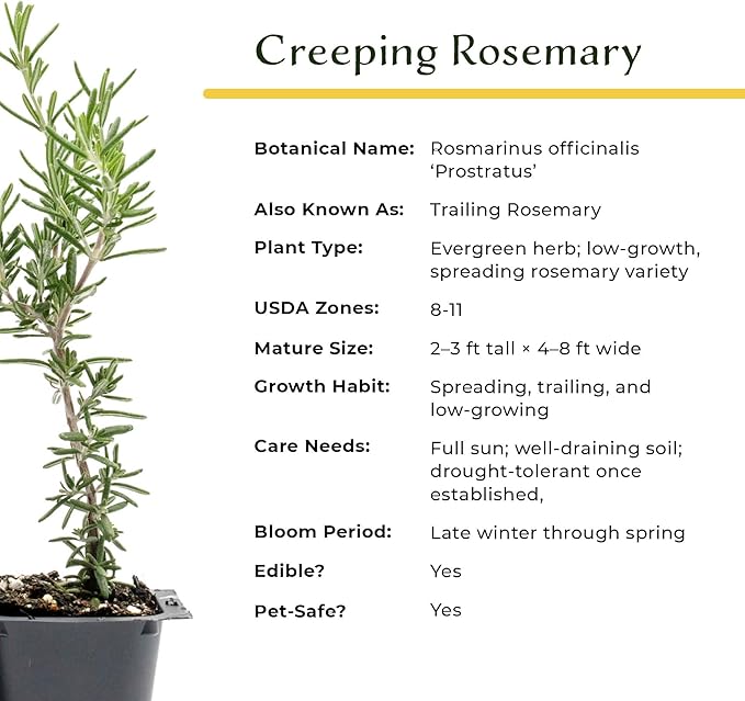 12 Creeping Rosemary in 2.5” Nursery Cubes (Rosmarinus officinalis ‘Prostratus’) | Evergreen Aromatic Groundcover Herb for Rock Gardens, Walls & Containers | Ready-to-Plant Live Starter Plants