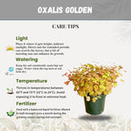 Oxalis Golden Live Plant in 4-Inch Pot - Vibrant Golden-Yellow Foliage, Low Maintenance Houseplant for Indoor/Outdoor Décor and Unique Gift Ideas (Heat Pack Included)