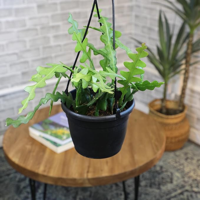 Zigzag Fishbone Cactus Hanging Basket, Non-Toxic Epiphyllum Orchid Succulent, Pet Friendly Trailing Succulents for Indoor Outdoor Decor, Easy to Grow, Non-Toxic Houseplant