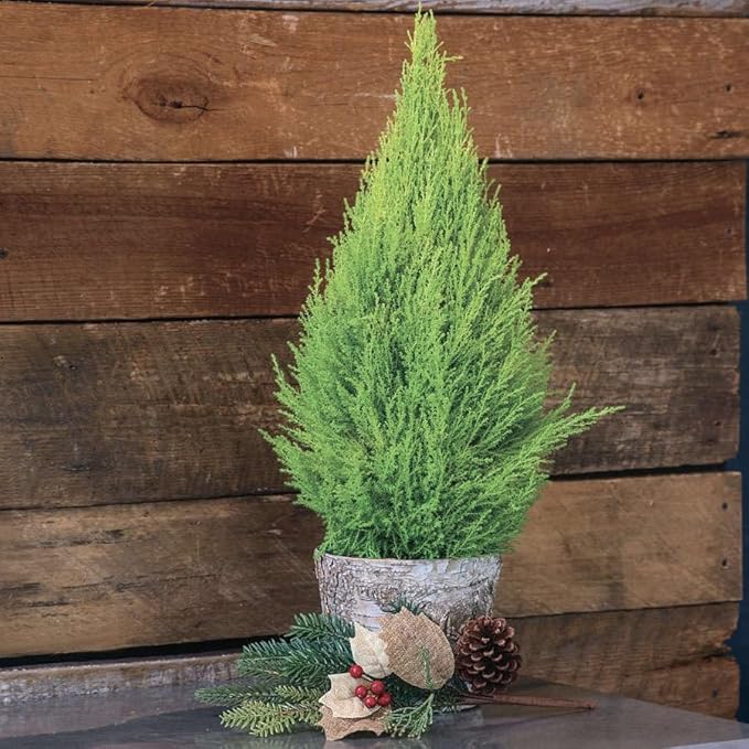 Lemony Christmas Tree. Lemon Cypress 'Goldcrest' (Cupressus Macrocarpa) - Vibrant Yellow-Green Foliage, Citrus Scent, Indoor/Outdoor (2 Cypress-Lemon sacs)
