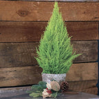 Lemony Christmas Tree. Lemon Cypress 'Goldcrest' (Cupressus Macrocarpa) - Vibrant Yellow-Green Foliage, Citrus Scent, Indoor/Outdoor (2 Cypress-Lemon sacs)