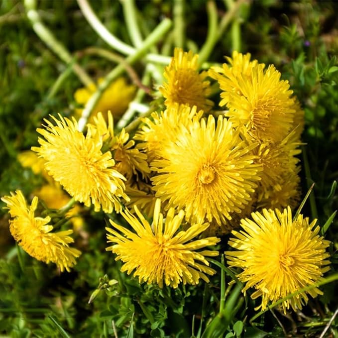 8000+ Dandelion Seeds for Planting - Dandelion (Taraxacum Officinale) Yellow Seeds Rare Flower Seeds Non-GMO Perennial Wild Flower Seeds