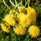 8000+ Dandelion Seeds for Planting - Dandelion (Taraxacum Officinale) Yellow Seeds Rare Flower Seeds Non-GMO Perennial Wild Flower Seeds